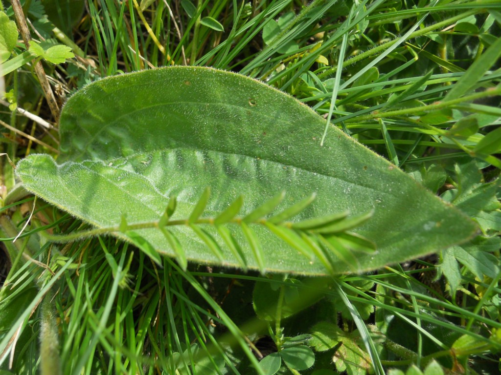 Plantago media / Piantaggine pelosa